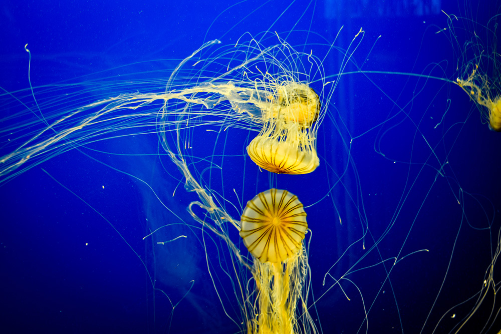 Jellyfish Tango
