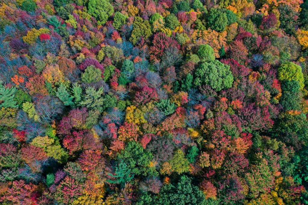 Foliage of Michigan